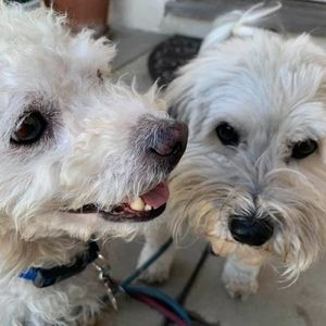 Meet your Posher, Barbara